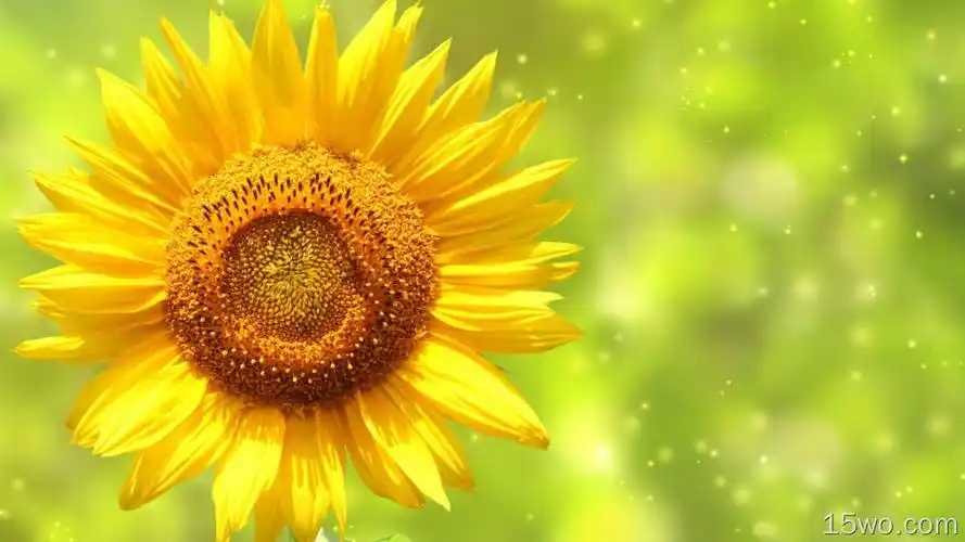 太阳花 向日葵壁纸 5120x3200壁纸 风景建筑壁纸 5k3k壁纸 - e屋壁纸