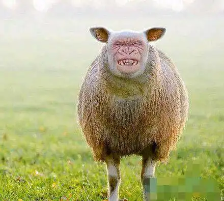 最新幽默笑话大全,搞笑段子大全,搞笑动态图片大全-第22760页别逗了