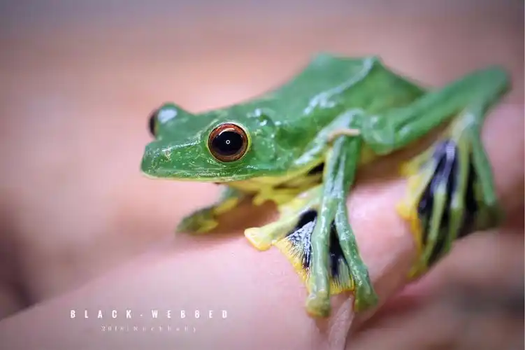 黑蹼树蛙