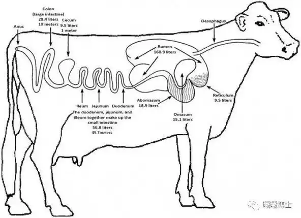 牛的消化道结构及其大小(图片来自网络)