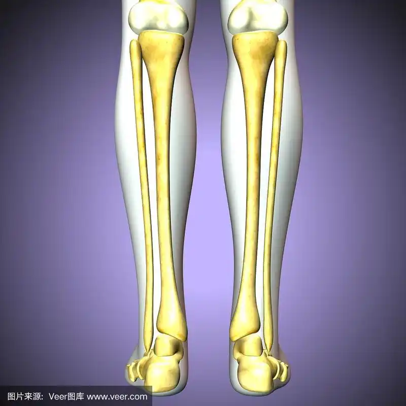 人体骨骼胫骨和腓骨的3d插图