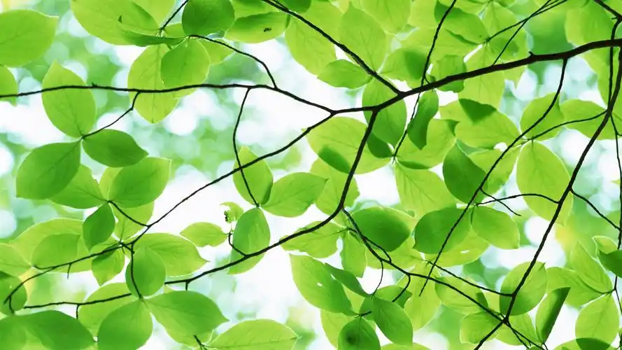 精选绿叶生机高清电脑桌面壁纸下载