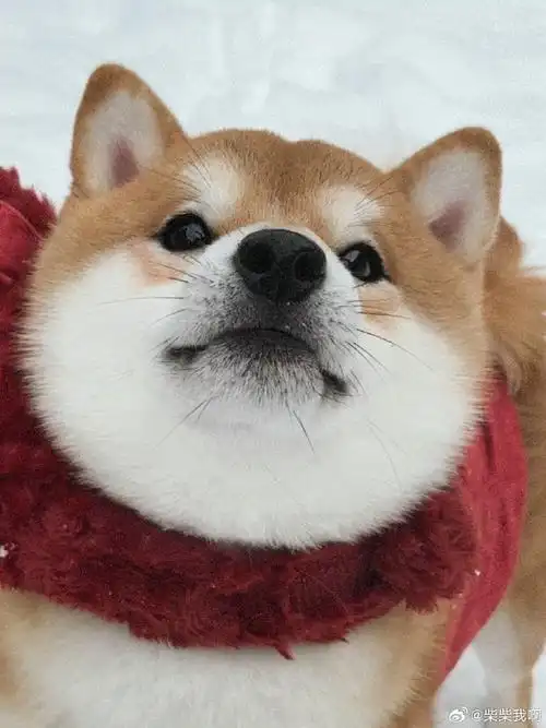 柴犬##柴犬萌照分享##柴犬表情包##小狗头像