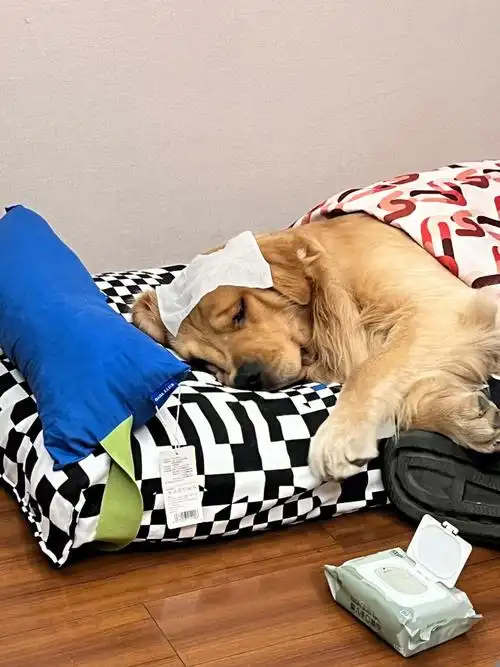 狗狗生病了急需一步14promax