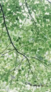 手机壁纸墨绿色植物树叶护眼