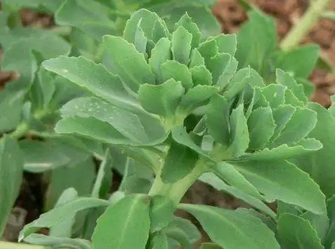 家里种的三七草图片4枚轮生于茎顶叶柄长45厘