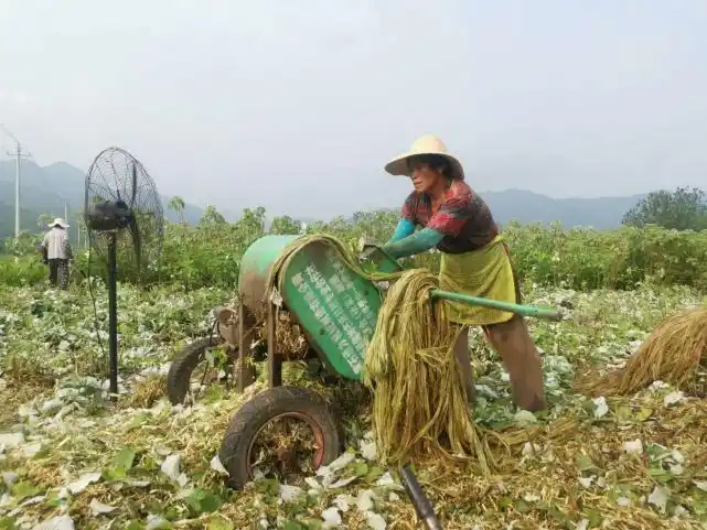 阳新石清村:让产业红利成为农民增收的"压舱石"|第二季|苎麻|阳新