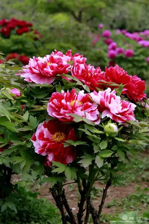 平陆张店古城牡丹