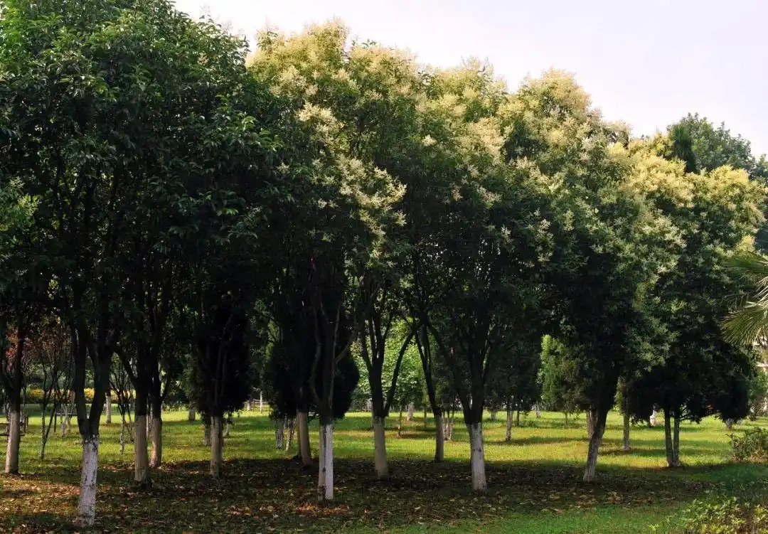 绿化武汉十大行道树名单出炉你觉得哪种最符合光谷气质
