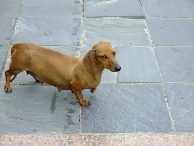 《幼儿画报》,里面有个连续的故事,小主人翁有一条聪明忠厚的小板凳狗