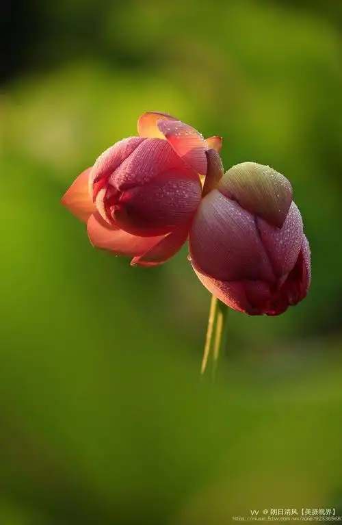 荷花一一并蒂莲