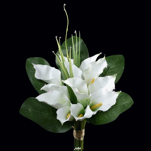 花叶子漂亮花卉花开时节gif动图_动态图_表情包下载_soogif