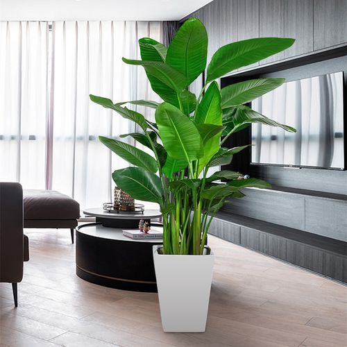 天堂鸟盆栽客厅室内好养大型花卉绿植办公室轻奢大型绿植
