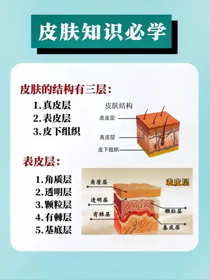 @肖皮肤知识必学,皮肤有三层,带你认识表皮层#只要你来我就让 - 抖音