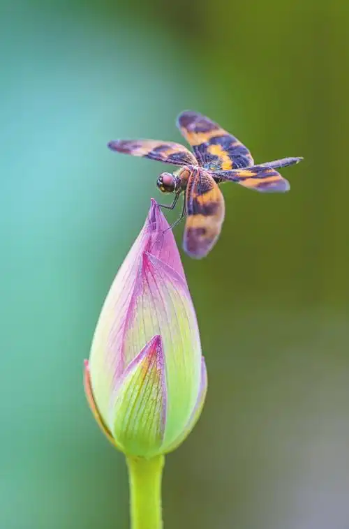 蜻蜓立在含苞待放的荷花
