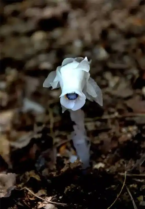 金寨长岭惊现"冥界之花",晶莹剔透极罕见!