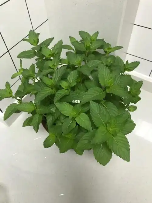 请问有谁知道这是什么品种的薄荷可以吃吗