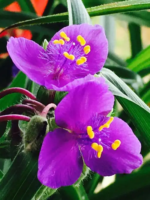 春末夏初开的紫色的花