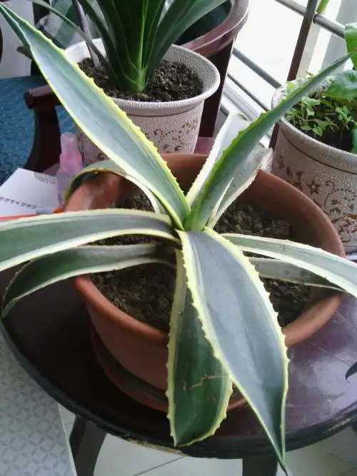 金边莲植物可金边兰带刺金边兰龙舌兰苗金边龙舌兰叶片 车前草 车前草