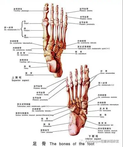 arabesque tips | 怎样让你的半脚尖更好看