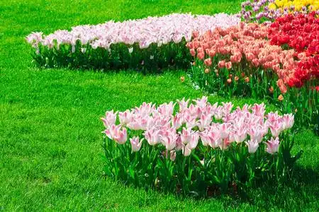 郁金香盛开的花场,绿草茵茵的美丽春天花园.在背光温暖的日光光.