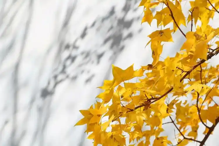 权威发布北京师范大学2021年硕士研究生招生简章