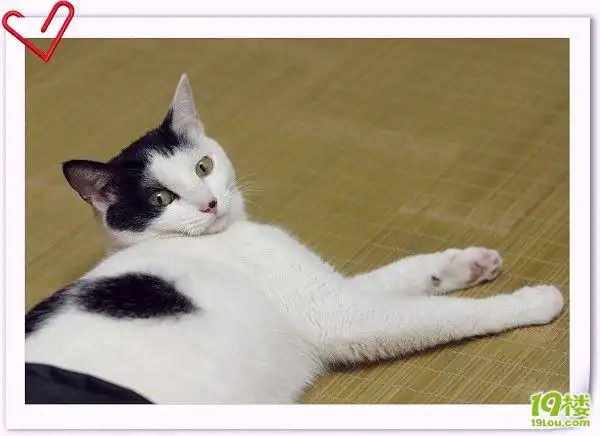 这只黑白猫是什么品种