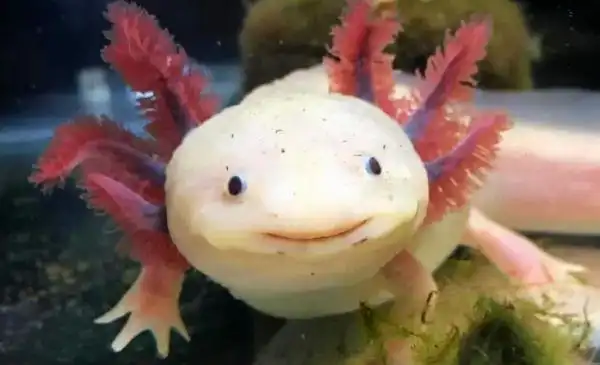 图片[19]-全球十大最萌动物(10全球最可爱的动物)-萌草酱