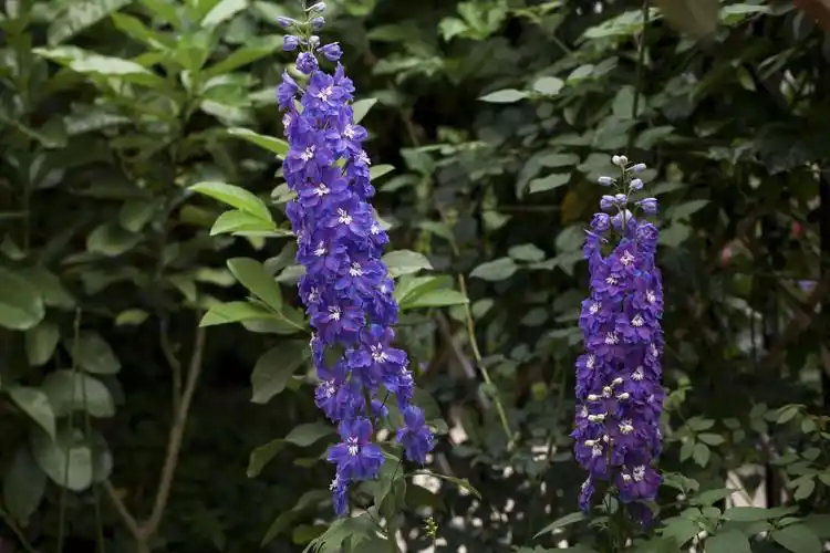 开成大花柱的大花飞燕草