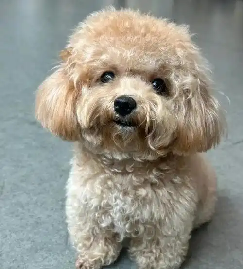 为什么泰迪从万人迷沦落到无人问津网友很现实