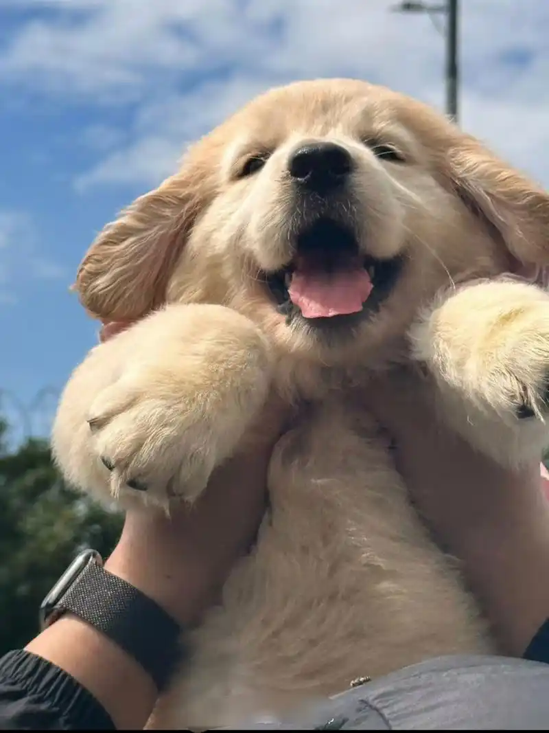 我不管它臭不臭,小金毛最可爱[挤眼][挤眼][挤眼]#小金毛