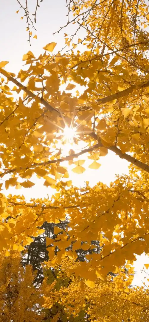 壁纸| 非常耐看的全屏壁纸