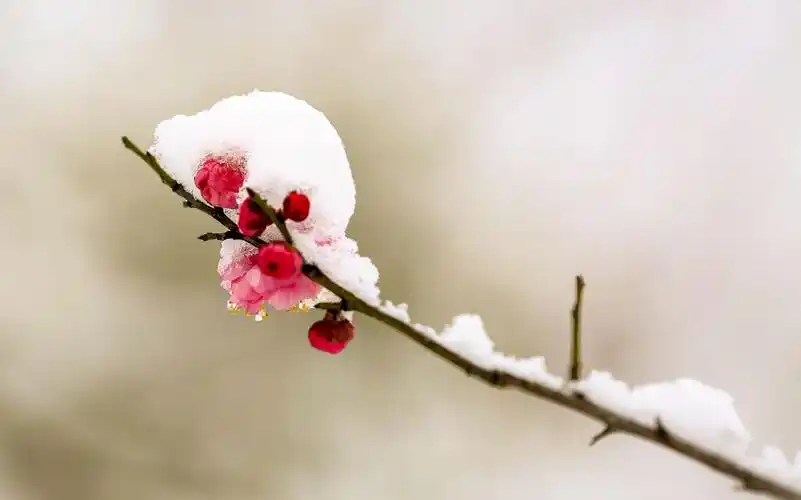 红梅傲雪