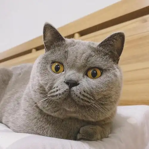 拍了猫猫头想请大家一起吸猫头