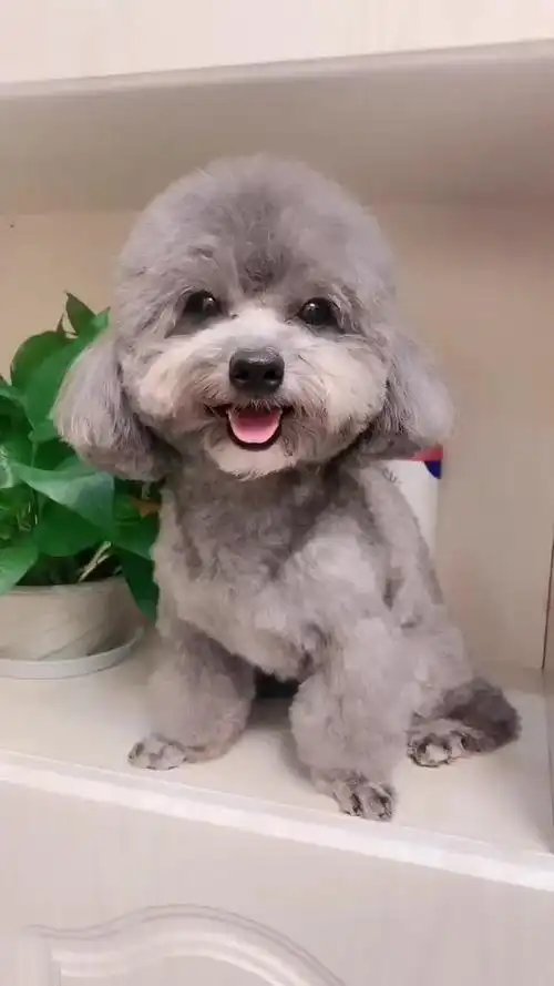 泰迪灰崽的微笑太可爱了,看它的小模样真讨人喜欢,萌萌哒