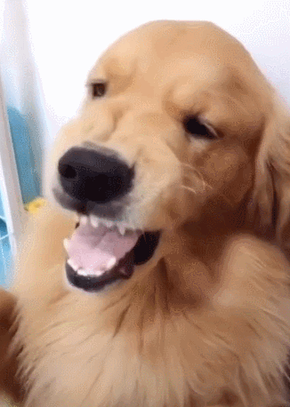 金毛不配合剃脚毛,主人一巴掌下去,乖得立马换个表