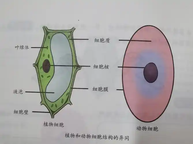 巫山县龙泉希望小学科技素养提升课程——细胞结构