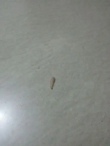 家里出现白色蠕虫