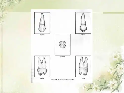 2012级第4次课口腔解剖生理学 (切牙,尖牙)ppt