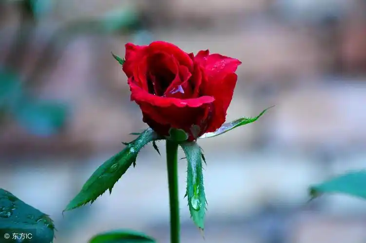 幸运花图片大全,天蝎座,射手座,摩羯座 - 玉三网