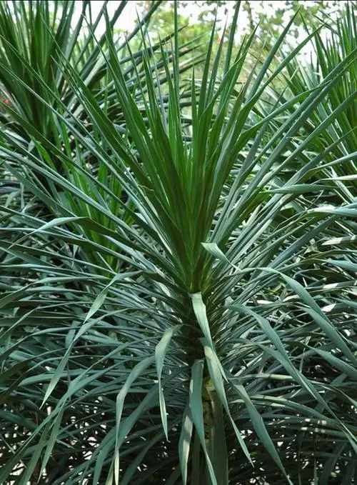 狭叶龙血树的养殖方法 龙血树植物怎么养殖和作用