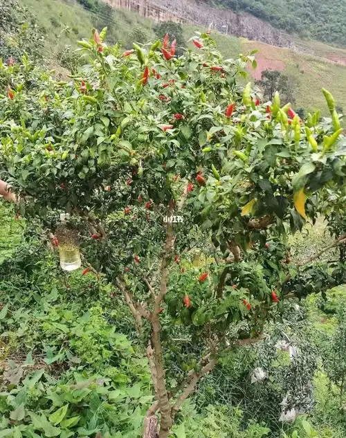 辣椒树真的是树木你看这棵辣椒树