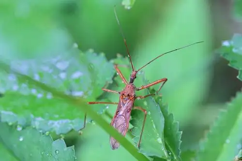 昆虫世界6-蝽科 作者:justin的美篇