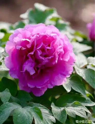 10种招财花,越养越气派,家里有一盆好运连连!