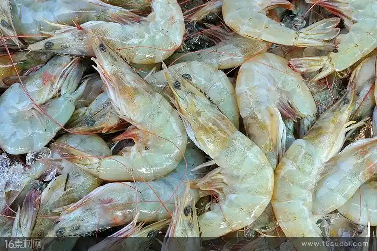 刚捕捞上岸的大虾高清图片