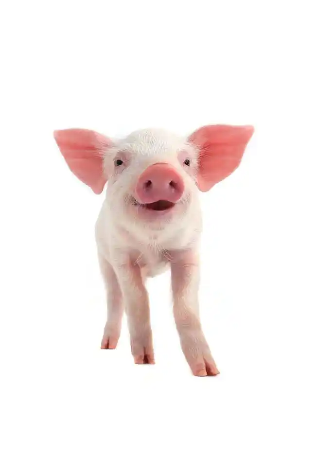 猪链球菌和副猪嗜血杆菌的区别