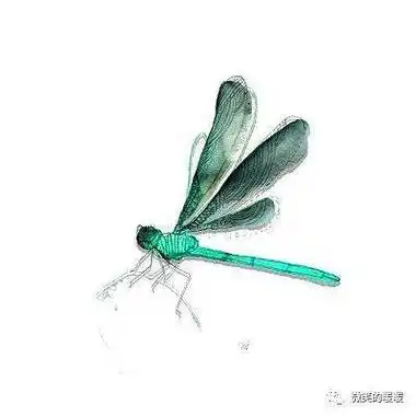 工笔【蜻蜓】画法大全 收藏备用_步骤_结构_复眼