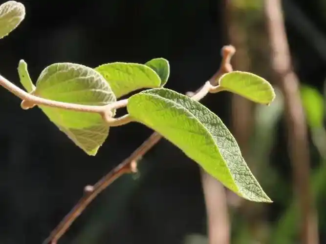 白老师分享在温州俗称白毛桃,山区人家常在屋边种一两棵,不为吃果,取