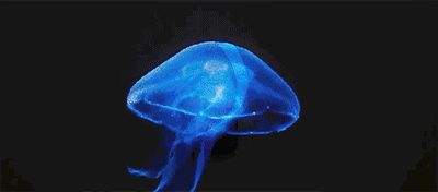 自从23d投影图片源动态图片全息投影动图全息投影图片素材动图全息