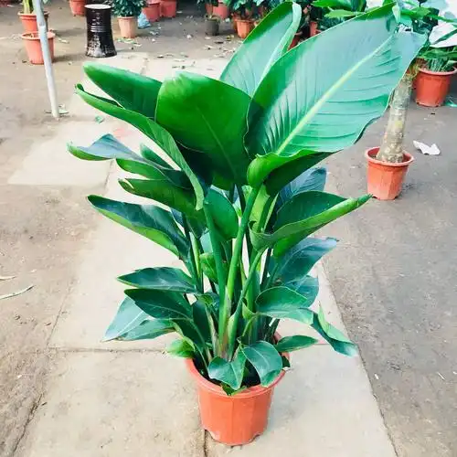 网红植物天堂鸟盆栽 室内客厅办公大叶天堂鸟鹤望兰净化空气绿植